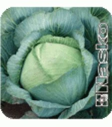 Насіння білоголової капусти Перлина F1, п.о. 1 тис. насінин (Nasko)