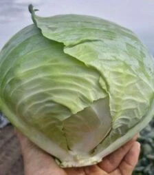 Насіння білоголової капусти Тайсон F1, п.о. 10 тис. насінин (Hazera)