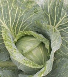 Насіння білоголової капусти JS 83 F1, п.о. 2,5 тис. насінин (Joeun Seeds)