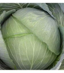Насіння білоголової капусти PL 8083 F1, п.о. 1 тис. насінин (Bakker Brothers)