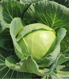 Насіння білоголової капусти Ельза F1 (PL 6130), п.о. 500 насінин (Asia Seed)