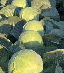 Насіння білоголової капусти Ферро F1, п.о. 2,5 тис. насінин (Seminis)