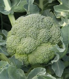 Насіння капусти броколі Агасі F1, п.о. 2,5 тис. насінин (Rijk Zwaan)