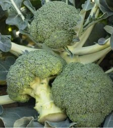 Насіння капусти броколі Батавія F1, п.о. 500 насінин (Bejo)