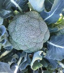 Насіння капусти броколі Вавілон F1, п.о. 2,5 тис. насінин (Clause)