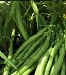 Насіння квасолі Бурмен, 1 кг (Libra Seeds)