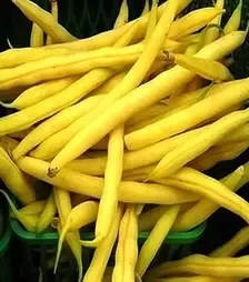 Насіння спаржевої квасолі Голден Гол, п.о. 5000 насінин (Hazera)