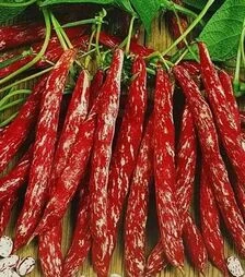 Насіння стручкової квасолі Борлотто, 5 кг (Hortus)