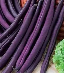 Насіння спаржевої квасолі Фіолетова, 5 кг (Коуел)