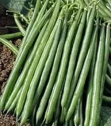 Семена спаржевой фасоли Пайк, п.е. 5 тыс. семян (Clause)