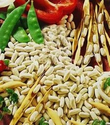 Насіння стручкової  квасолі Каннеліно, 5 кг (Hortus)