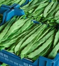 Насіння спаржевої квасолі Фестивал, 250 г (Rijk Zwaan)