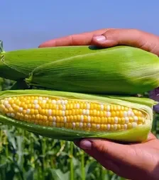 Семена кукурузы Пантеон F1, п.е. 1 тыс. семян (Libra Seeds)