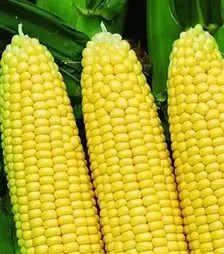 Насіння кукурудзи Сансвіт F1, п.о. 1 тис. насінин (Libra Seeds)