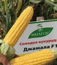Семена кукурузы Джамала F1, п.е. 100 тыс. семян (Мнагор)
