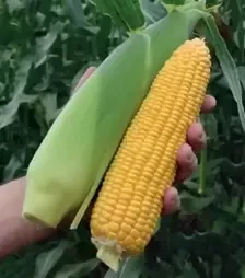 Семена кукурузы Драйвер F1, п.е. 3 тыс. семян (Harris Moran)