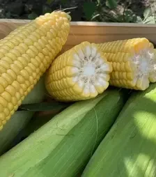 Семена кукурузы Рапид F1, п.е. 2,5 тыс. семян (Spark Seeds)