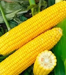 Насіння кукурудзи Харді F1, п.о. 100 тис. насінин (Hazera)