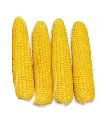 Семена кукурузы GSS 36599 F1, п.е. 100 тыс. семян (Syngenta)