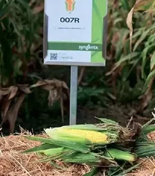 Насіння кукурудзи 007R F1, п.о. 100 тис. насінин (Syngenta)