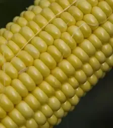 Насіння кукурудзи Джет F1, п.о. 1 тис. насінин (Snowy River)