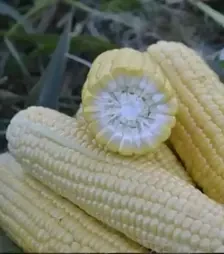 Семена кукурузы 1980 F1, п.е. 25 тыс. семян (Spark Seeds)