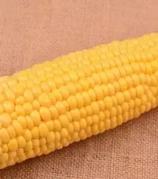 Семена кукурузы Айова F1, п.е. 4 тыс. семян (Мнагор)