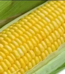 Семена кукурузы Акцент F1, п.е. 100 тыс. семян (Syngenta)