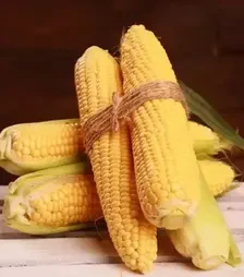 Семена кукурузы Канзас F1, п.е. 5 тыс. семян (Libra Seeds)