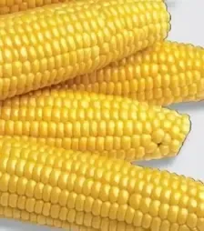 Насіння кукурудзи Аранка F1, 500 г (Semo)