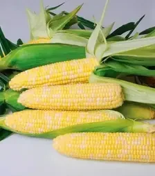 Насіння кукурудзи Ксанаду F1, п.о. 5 тис. насінин (Hazera)