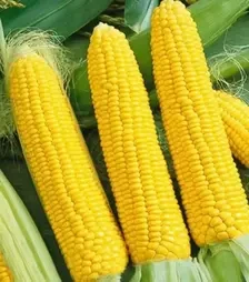 Насіння кукурудзи Лонга F1, 500 г (Semo)