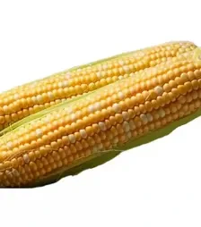 Насіння кукурудзи Камберленд F1, п.о. 50 тис. насінин (Clause)
