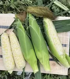 Семена кукурузы Айрон F1, п.е. 2.5 тыс. семян (Spark Seeds)