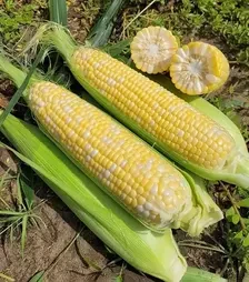 Семена кукурузы Акведук F1, п.е. 2.5 тыс. семян (Spark Seeds)