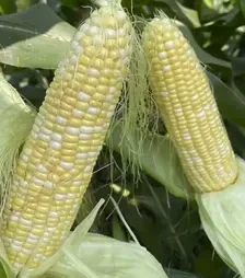 Семена кукурузы Дефендер F1, п.е. 2.5 тыс. семян (Spark Seeds)