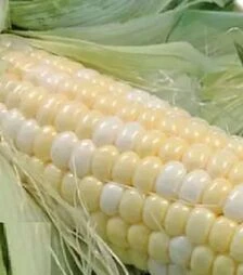 Семена кукурузы Респект F1, п.е. 2.5 тыс. семян (Spark Seeds)