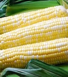 Семена кукурузы Палитра F1, п.е. 100 тыс. семян (МНАГОР)