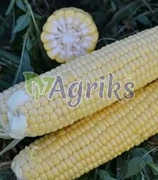 Насіння кукурудзи 1525 F1, п.о. 2.5 тис. насінин (Spark Seeds)