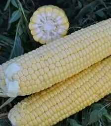 Семена кукурузы 1525 F1, п.е. 25 тыс. семян (Spark Seeds)