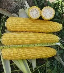 Насіння кукурудзи Алойзія F1, 500 г (Semo)