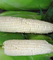 Семена кукурузы Андреевский F1, п.е. 20 тыс. семян (МНАГОР)