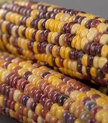 Семена кукурузы Бордо F1, п.е. 4 тыс. семян (МНАГОР)