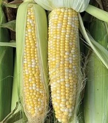 Семена кукурузы ВSS 1075 F1, п.е. 5 тыс. семян (Syngenta)