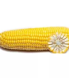 Семена кукурузы ГГС 3071 F1, п.е. 100 тыс. семян (Syngenta)