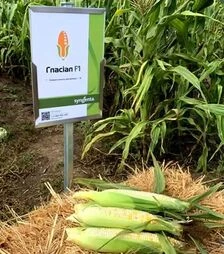 Семена кукурузы Гласиал F1, п.е. 5 тыс. семян (Syngenta)