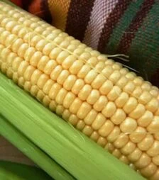 Семена кукурузы Дейнерис F1, п.е. 20 тыс. семян (МНАГОР)