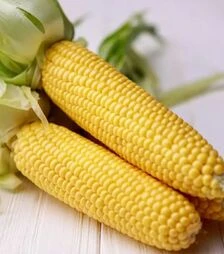 Семена кукурузы Джульетта (Венеция) F1, п.е. 100 тыс. семян (МНАГОР)