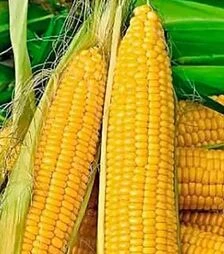 Насіння кукурудзи Ліскам F1 (HMX 436645 F1), п.о. 5 тис. насінин (Clause)