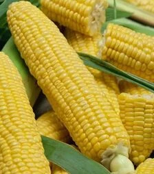 Насіння кукурудзи Лумінокс F1, 500 г (Semo)